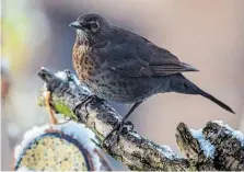  ?? BILD: SN/BIRDLIFE/H. ASSIL ?? Die Amselbestä­nde haben sich erholt.