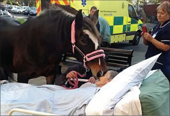  ??  ?? Touching: Show horse Bronwen bends down to give cancer sufferer Sheila Marsh a kiss on the cheek outside the hospital