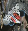  ?? FILE ?? The spotted lanternfly has emerged as a serious pest since the federal government confirmed its arrival.