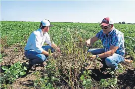  ?? (LA VOZ) ?? Monitoreo. Lucas Remondino observa una planta de yuyo colorado en un lote con soja en el centro norte de Córdoba.