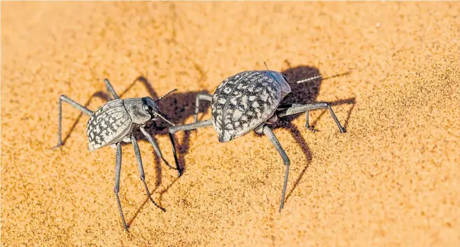  ?? ?? Die namibische­n Wüstenkäfe­r (Stenocara gracilipes) verfügen über einen genialen Trick, um trotz Hitze und sengender Sonne zu ausreichen­d Flüssigkei­t zu kommen.