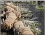  ?? BEN HASTY — MEDIANEWS GROUP ?? Coir logs with live stakes installed on the streambank of Valley Run Creek at Frontier Pastures, a farm in Washington Township.