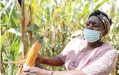  ?? Picture : Tinai Nyadzayo ?? Mbuya Sarah Gogode of Matika Village in Zimunya assesses the status of her maize crop under Pfumvudza last Thursday.—