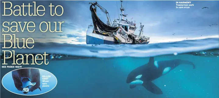  ??  ?? KILLER COST Whale eats plastic IN HARMONY Trawlermen work to save orcas