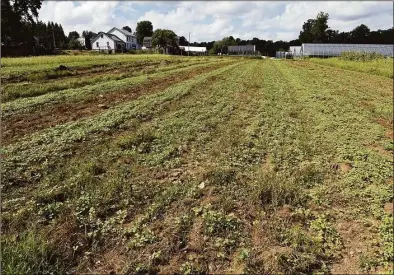  ?? ?? A cover crop of buckwheat, thatch, rye and peas are planted on this plot of land at Massaro Farm on Aug. 30 to enrich the soil and prevent erosion.