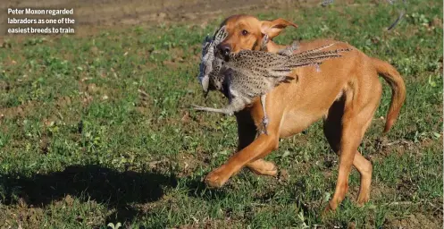  ?? ?? Peter Moxon regarded labradors as one of the easiest breeds to train