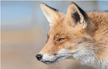  ?? FOTO: MENNO SCHAEFER ?? Füchse verlieren zunehmend die Scheu vor Menschen und kommen in die Städte.