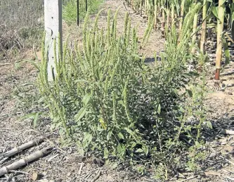  ??  ?? Malezas. Es un gran problema. Amaranthus palmieri, una de las resistente­s más expandidas del país.