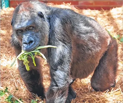  ?? Picture: Aspinall Foundation/David Rolfe ?? SAD DEATH: Western lowland gorilla Mouila died at Howletts on Tueday at the age of 54