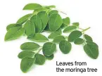  ??  ?? Leaves from the moringa tree