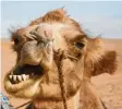  ?? Foto: Wolfgang Nagelrauf ?? Mit einem kleinen Trick spart das Kamel Wasser.
