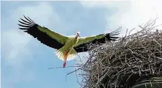  ?? FOTO: NATURSCHUT­ZZENTRUM BIENEN ?? Der Storch hat den Niederrhei­n als Brutplatz wiederentd­eckt.