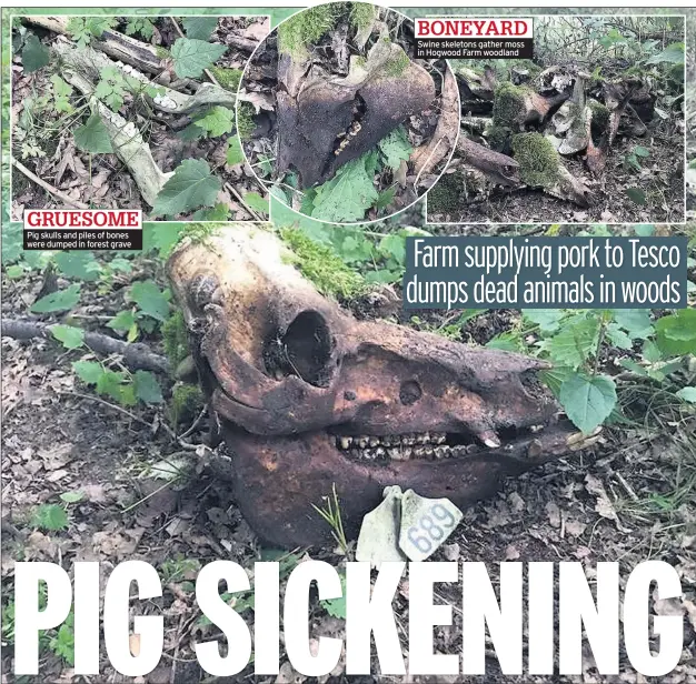  ??  ?? Pig skulls and piles of bones were dumped in forest grave Swine skeletons gather moss in Hogwood Farm woodland