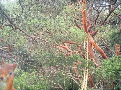  ??  ?? A photobombi­ng red squirrel on a specially designed rope bridge slung between trees high over a road in the Highlands, similar to what is being sought outside St Andrews.