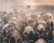  ??  ?? Dairy cows are obscured by dust in California on July 17. A new additive to cow feed can reduce methane emissions. Bonnie Jo Mount, The Washington Post