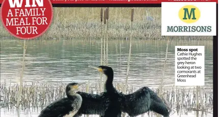  ??  ?? Moss spot Cathie Hughes spotted the grey heron looking at two cormorants at Greenhead Moss