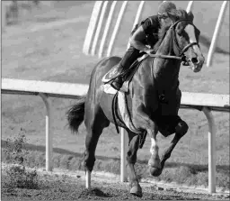  ?? BARBARA D. LIVINGSTON ?? Storm Runner looks like a live longshot in the Florida Derby.