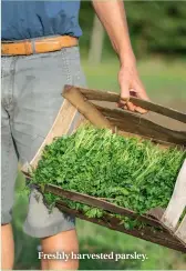  ??  ?? Freshly harvested parsley.