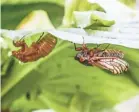  ?? MICHELLE PEMBERTON/USA TODAY NETWORK ?? Brood X cicadas began emerging in the trillions across the country in May after 17 years undergroun­d.