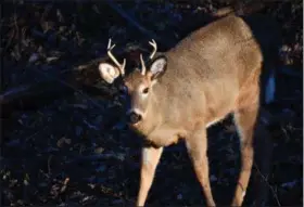  ?? TOM TATUM - FOR DFM ?? Second season hunters wielding flintlocks or archery gear will still be attempting to fill their bucktags, even on young bucks like this one.