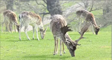  ?? Picture: Martin Apps ?? Knole Park’s 1,000-acre estate in Sevenoaks is home to 350 wild sika and fallow deer which visitors are urged not to feed