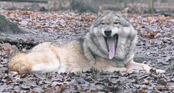  ?? FOTO: DPA ?? Ein einsamer Wolf hat es nicht leicht, in der Natur ohne sein Rudel zu überleben.