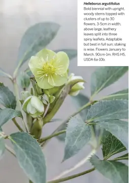  ??  ?? Helleborus argutifoli­us
Bold biennial with upright, woody stems topped with clusters of up to 30 flowers, 3-5cm in width, above large, leathery leaves split into three spiny leaflets. Adaptable but best in full sun; staking is wise. Flowers January to March. 90cm-1m. RHS H5, USDA 6a-10b.