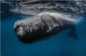  ?? Photograph­er: Rafael Fernandez Caballero ?? Ghost casualty (left): A sperm whale (Physeter macrocepha­lus) drifts, hopelessly entangled in a discarded fishing net – a “ghost net”. Lost and discarded fishing equipment, known as “ghost gear”, accounts for about 10% of global marine litter – up to 640,000 tonnes, or about three times the gross tonnage of a super-sized cruise ship.