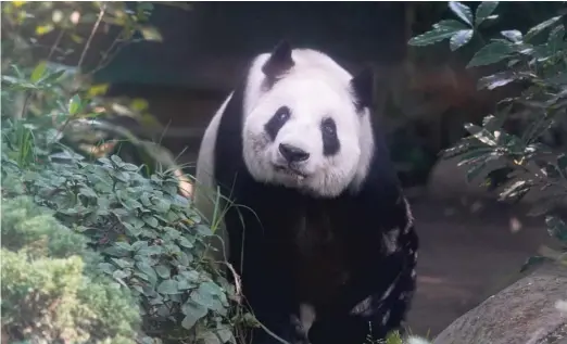  ?? FERNANDO LLANO/AP ?? Xin Xin, the last giant panda in Latin America, looks out from her enclosure at the Chapultepe­c Zoo in Mexico City on Nov. 11. At age 32, Xin Xin is among the oldest captive giant pandas.