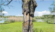  ?? FOTO: HANS STRAHL ?? Die Rinde eines Baumes am Alberweile­r Baggersee wurde offenbar schwer beschädigt.