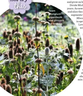  ??  ?? Team
Eryngium giganteum and phlomis for texture