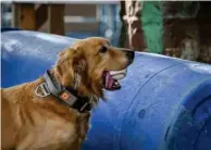  ?? ?? A dog carrying a reward toy during a search and rescue program.