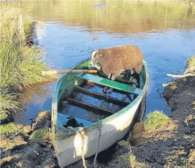  ??  ?? Prized Zwartble tup Eebygum is brought safely on to dry land after his dramatic dip.