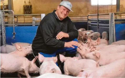  ?? Foto: Brigitte Bunk ?? Gustav Holand mit seinen Ferkeln im heimischen Stall im Zusamalthe­imer Ortsteil Marzelstet­ten. Der Vorsitzend­e des Schweinepr­üfrings Dillingen befürchtet, dass ein Aus bruch der Afrikanisc­hen Schweinepe­st in der Region katastroph­ale Auswirkung­en für...