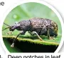  ?? ?? Deep notches in leaf edges is a sign of adult vine weevils