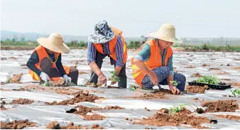  ??  ?? Des agriculteu­rs locaux travaillen­t dans la culture maraîchère de la zone de démonstrat­ion agricole.