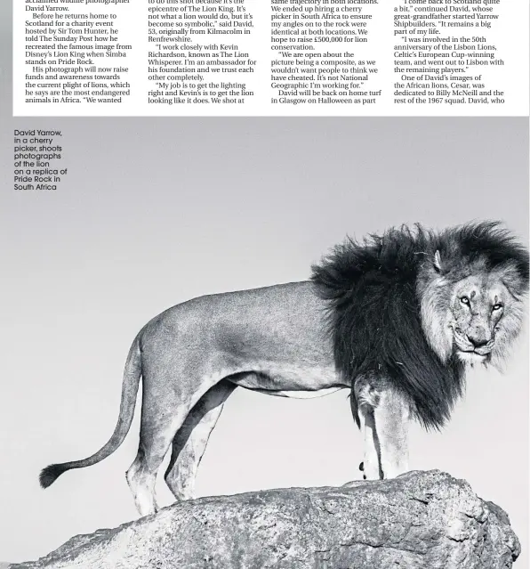  ??  ?? David Yarrow, in a cherry picker, shoots photograph­s of the lion on a replica of Pride Rock in South Africa