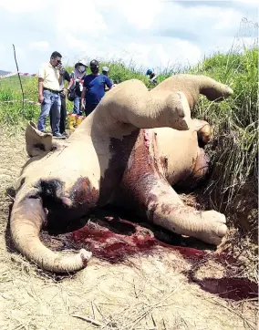  ??  ?? The carcass of adult female elephants which was found dead in Bagahak 1 plantation on Wednesday.