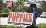  ?? ALLEN EYESTONE / THE PALM BEACH POST ?? A man advertises Star Pups Wednesday on U.S. 441 in Royal Palm Beach, which today will mull a ban on retail dog and cat sales.