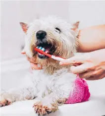  ?? ISTOCK ?? Los dientes de su mascota deben ser revisados al menos una vez al año por su veterinari­o para detectar problemas a tiempo.