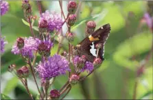  ?? PHOTO BY MICHILEA PATTERSON – FOR MEDIANEWS GROUP ?? A butterfly rest on a native plant of the pollinator garden located at Pottstown Riverfront Park.