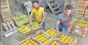  ?? BACHCHAN KUMAR/ HT PHOTO ?? The mangoes are arriving from Ratnagiri, Sindhudurg, and Raigad districts of Maharashtr­a.