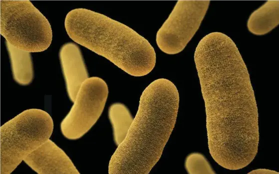  ?? FOTO: TT/CDC/HANDOUT ?? ■ Bakterier är så små att de inte syns, men vid infektione­r kan de vara dödliga. Framför allt om de kommer ut i blodbanan, något som kan orsaka sepsis (blodförgif­tning).