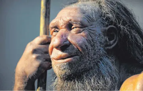  ?? FOTO: FEDERICO GAMBARINI/DPA ?? Nachbildun­g eines älteren Neandertal­ers: Die meisten Menschen tragen Erbanlagen dieses und weiterer Ahnen in sich.