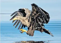  ?? ?? Natural wonder: a white-tailed sea eagle hunting in the fjords of Flatanger, Norway