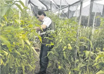  ?? ?? Un inspector del Senave controla un cultivo de tomate, en búsqueda del virus rugoso.