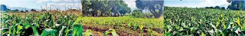  ?? ?? Veera maize cultivatio­n area located at DIMO Agri Techno Park in Dambulla