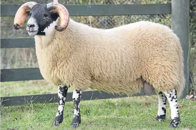  ?? Ron Stephen. Picture: ?? Top price of £85,000 was paid for this ram lamb from Willie Dunlop and sons, Elmscleugh.