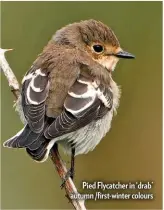  ??  ?? Pied Flycatcher in ‘drab’ autumn /first-winter colours