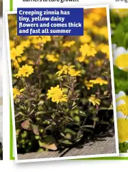  ??  ?? Creeping zinnia has tiny, yellow daisy flowers and comes thick and fast all summer